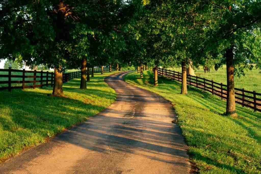 strada nel bosco